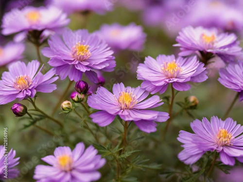 ackground nature Flower mexican aster. purple flowers. background blur. wallpaper Flower, Space for text ai image © Hamid