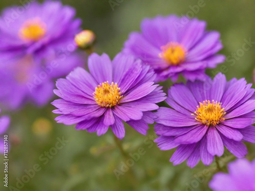  purple flowers. background blur. wallpaper 