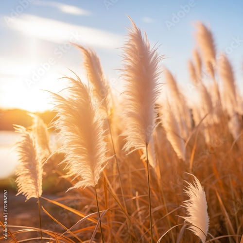 Fluffy golden pampas grass reeds