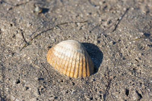 shell on sand © Eduardo