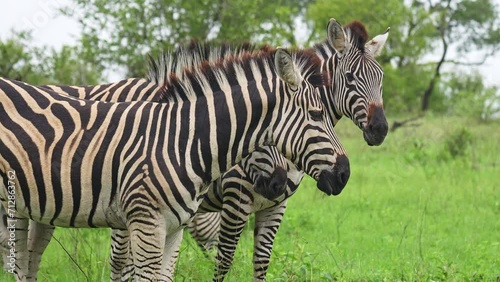 Curious Zebra Herd Gathering Looking At Camera, Medium Shot