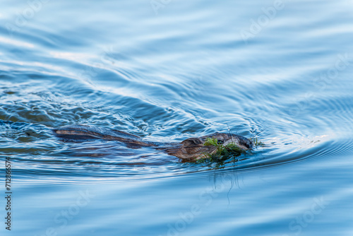 Muskrat, Ondatra zibethicuseats swiming at the surface of the lake water.