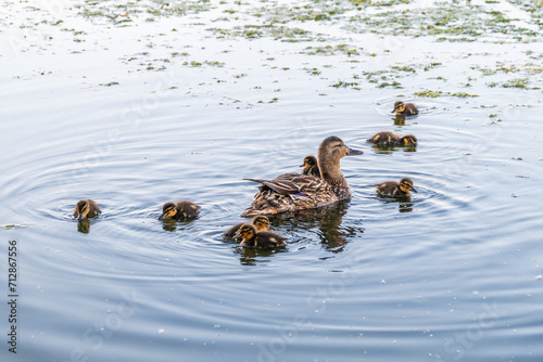A family of ducks, a duck and its little ducklings are swimming in the water. The duck takes care of its newborn ducklings. Mallard, lat. Anas platyrhynchos