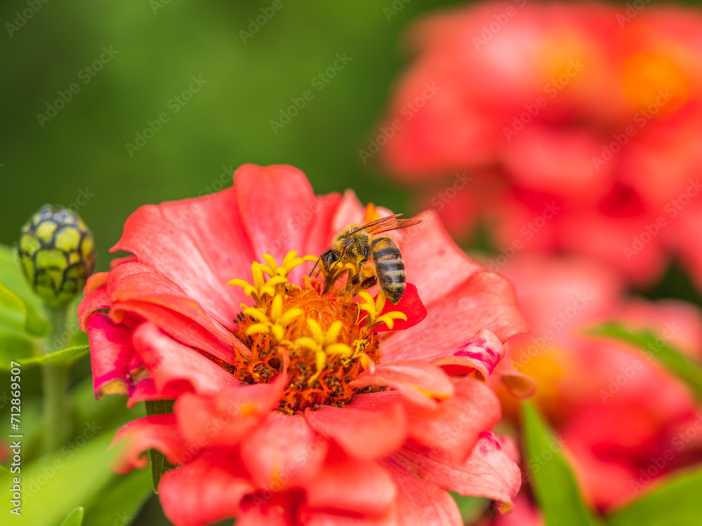 A bee collects nectar from Red marigolds flower in the garden in summer close-up. A bee collects nectar from Red marigolds flower in the garden in summer close-up.