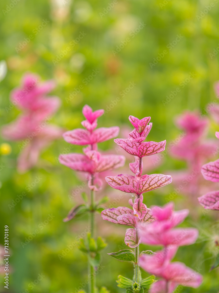 Salvia pink flowers with green leaves Blossom, medicinal plant in summer, close-up