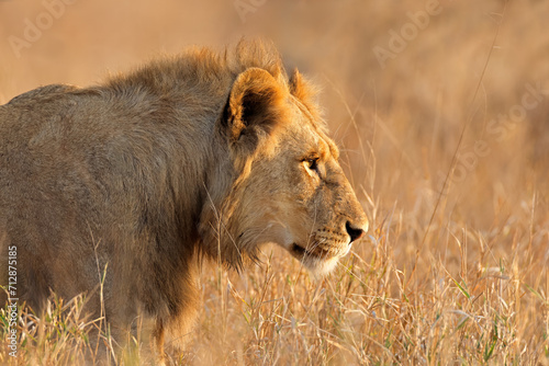 Portrait of a young male African lion  Panthera leo   Kruger National Park  South Africa.