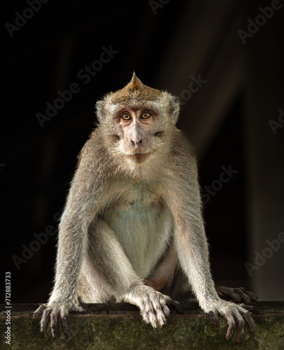 A curious macaque perched on a rocky ledge, its fur glistening in the warm sunlight, surveying its wild surroundings with keen eyes and sharp claws ready for any adventure