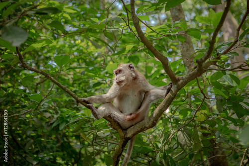 A rhesus macaque monkey perches on a leaf-covered branch  blending into the lush jungle as it gazes out at the vast outdoor world with curious simian eyes