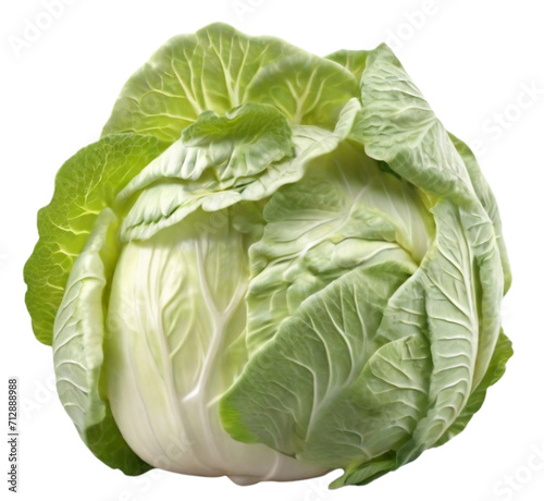Cabbage illustration for cooking