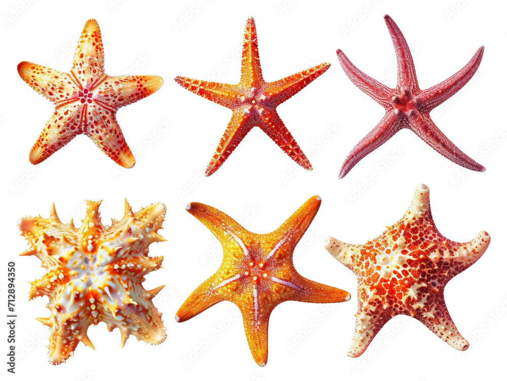 Starfish Set Isolated on Transparent or White Background, PNG Starfish Set Isolated on Transparent or White Background, PNG