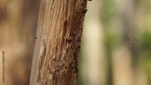 Coptotermes formosanus (Formosan termite, super-termite, semut kongkiak, rayap, anai-anai, semut putih) in the dry wood photo
