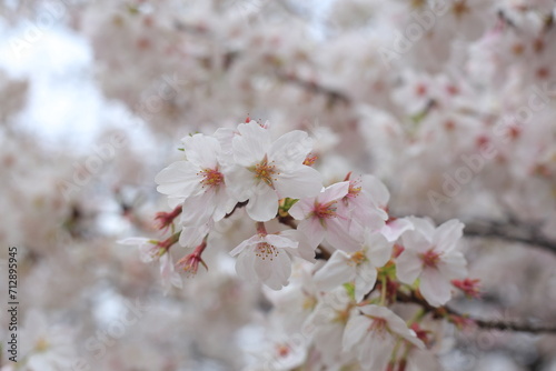 Cherry Blossom Dream, Spring Flower Fantasy,
