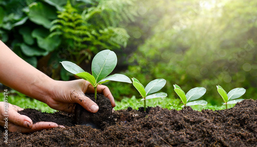 Human hand planting young plants in soil on blurred nature background.