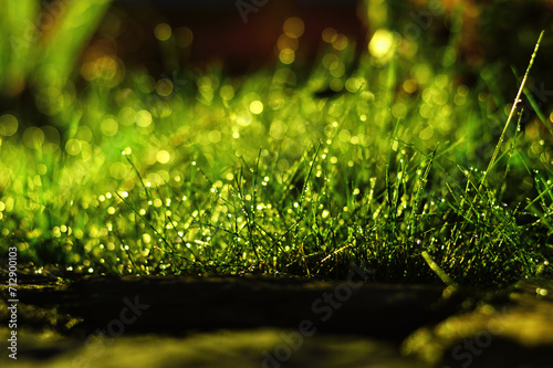 Wet highlighted grass in the night with drops of dew. Amazing nature backgrounds