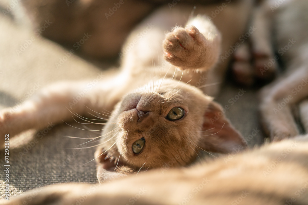 beige burmese kitten lying on the couch at home beige burmese kitten lying on the couch at home