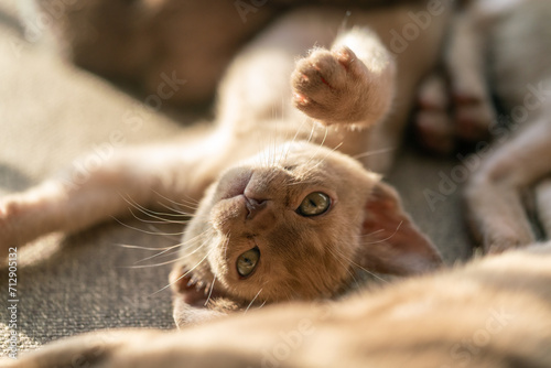 beige burmese kitten lying on the couch at home © bigguns