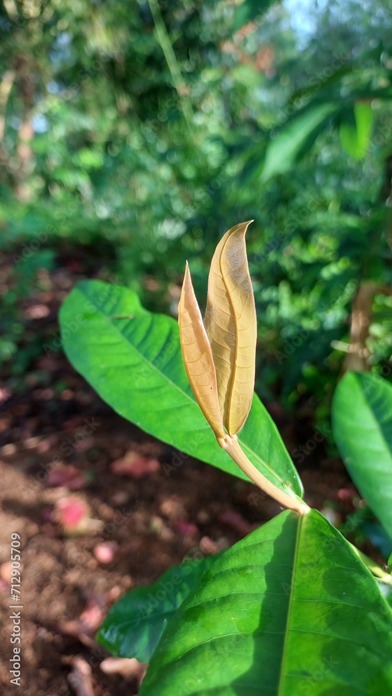 leaves on a tree leaves on a tree