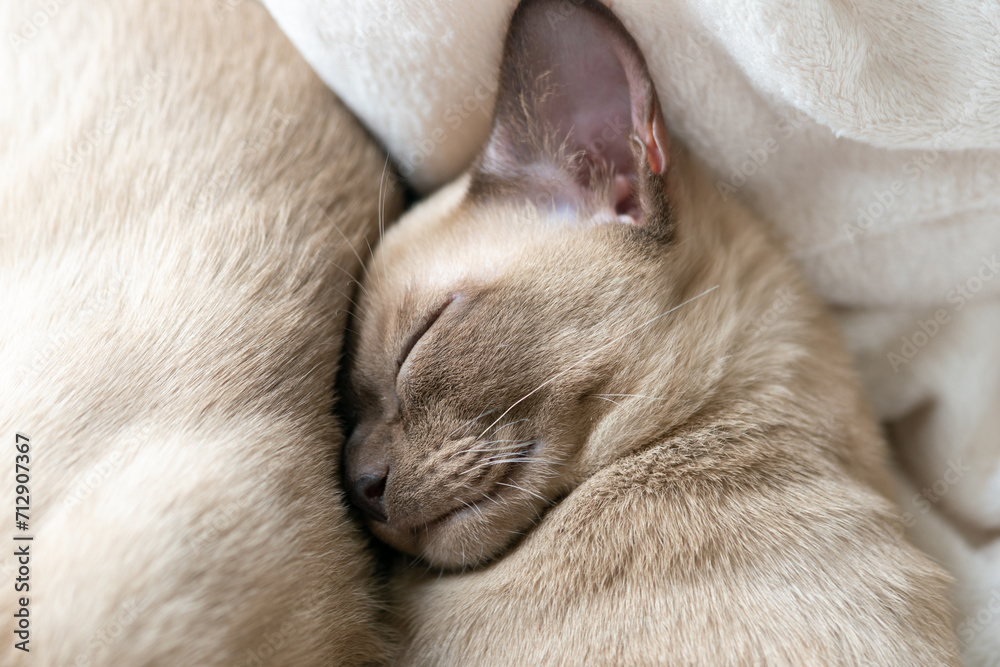 beige burmese kitten lying on the couch at home