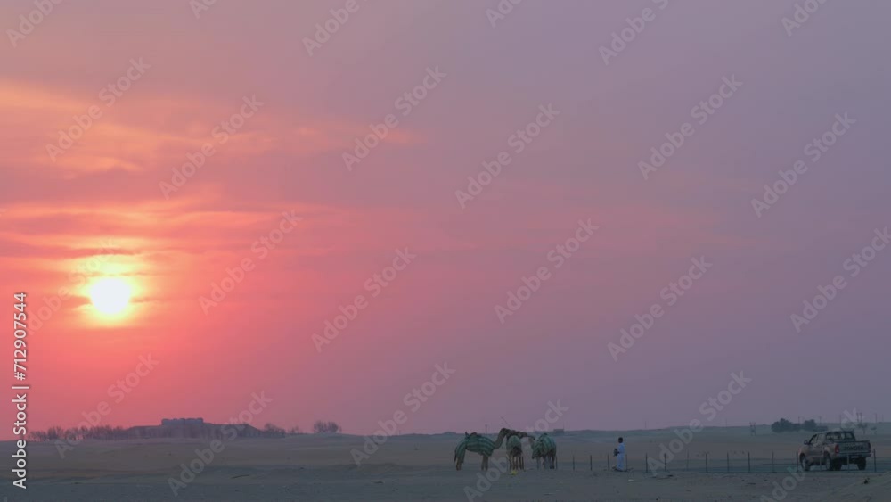 Caretaker taking the camels for walk and run training for the race in the desert. Caretaker taking the camels for walk and run training for the race in the desert.