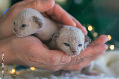 small beige Burmese kittens on the palm