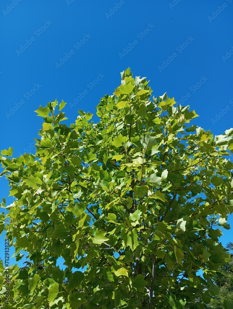 Árbol en el cielo