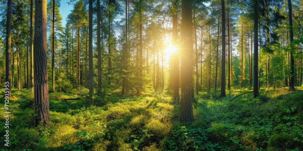 Beautiful forest panorama with bright sun shining through the trees - obrazy, fototapety, plakaty 