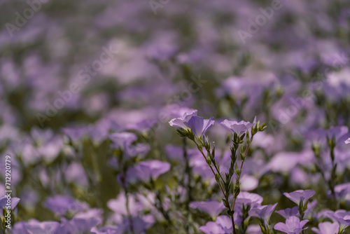 linen field linum usitatissimum. Flax flowers swaying in the wind. Slow motion video