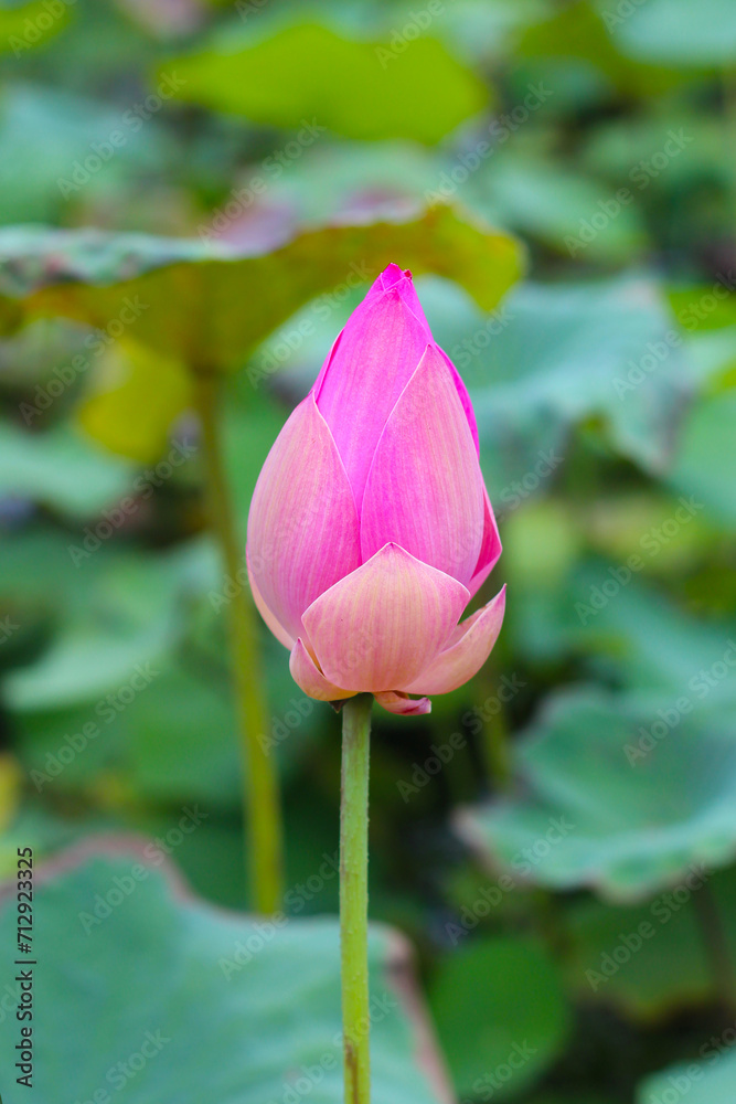 Pink lotus flower in pond with green leaves. Lotus lake, beautiful nature background. Pink lotus flower in pond with green leaves. Lotus lake, beautiful nature background.