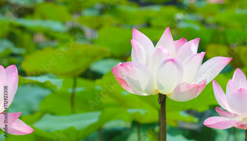 Pink white lotus flower blooming in pond with green leaves. Lotus lake  beautiful nature background.