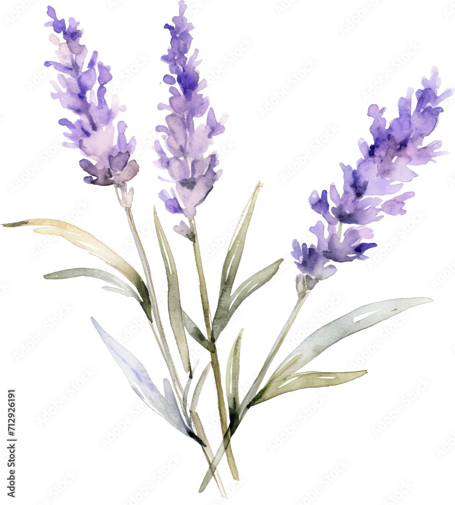 Naklejka premium Bunch of lavender isolated on transparent background. PNG