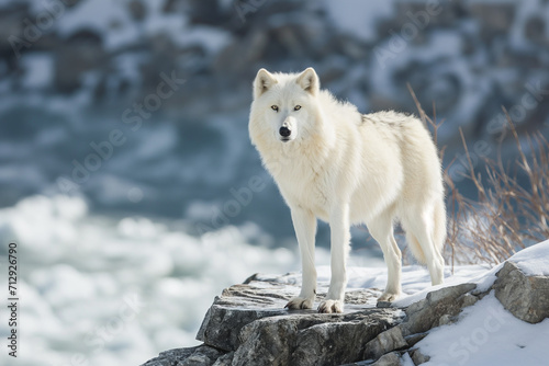 A majestic Arctic Wolf with piercing blue eyes  standing on a rocky cliff overlooking a frozen lake