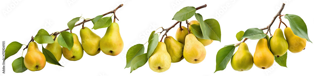 Set of branches with delicious ripe pears, cut out