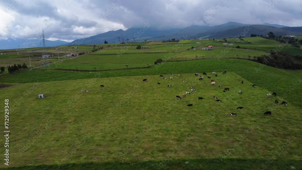 Cows graze in lush green pastures with Ecuador Andes backdrop landscape DRONE Cows graze in lush green pastures with Ecuador Andes backdrop landscape DRONE