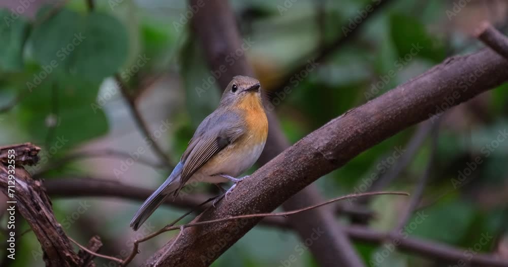 Looking straight towards the camera as it zooms in, Indochinese Blue Flycatcher Cyornis sumatrensis Female, Thailand Looking straight towards the camera as it zooms in, Indochinese Blue Flycatcher Cyornis sumatrensis Female, Thailand