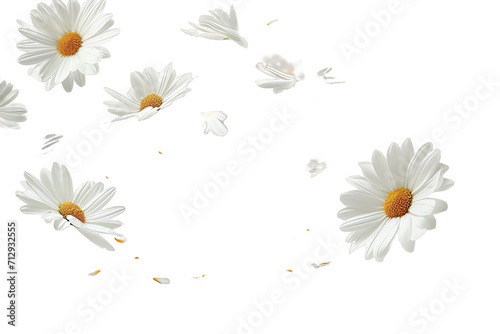 daisies on transparent background