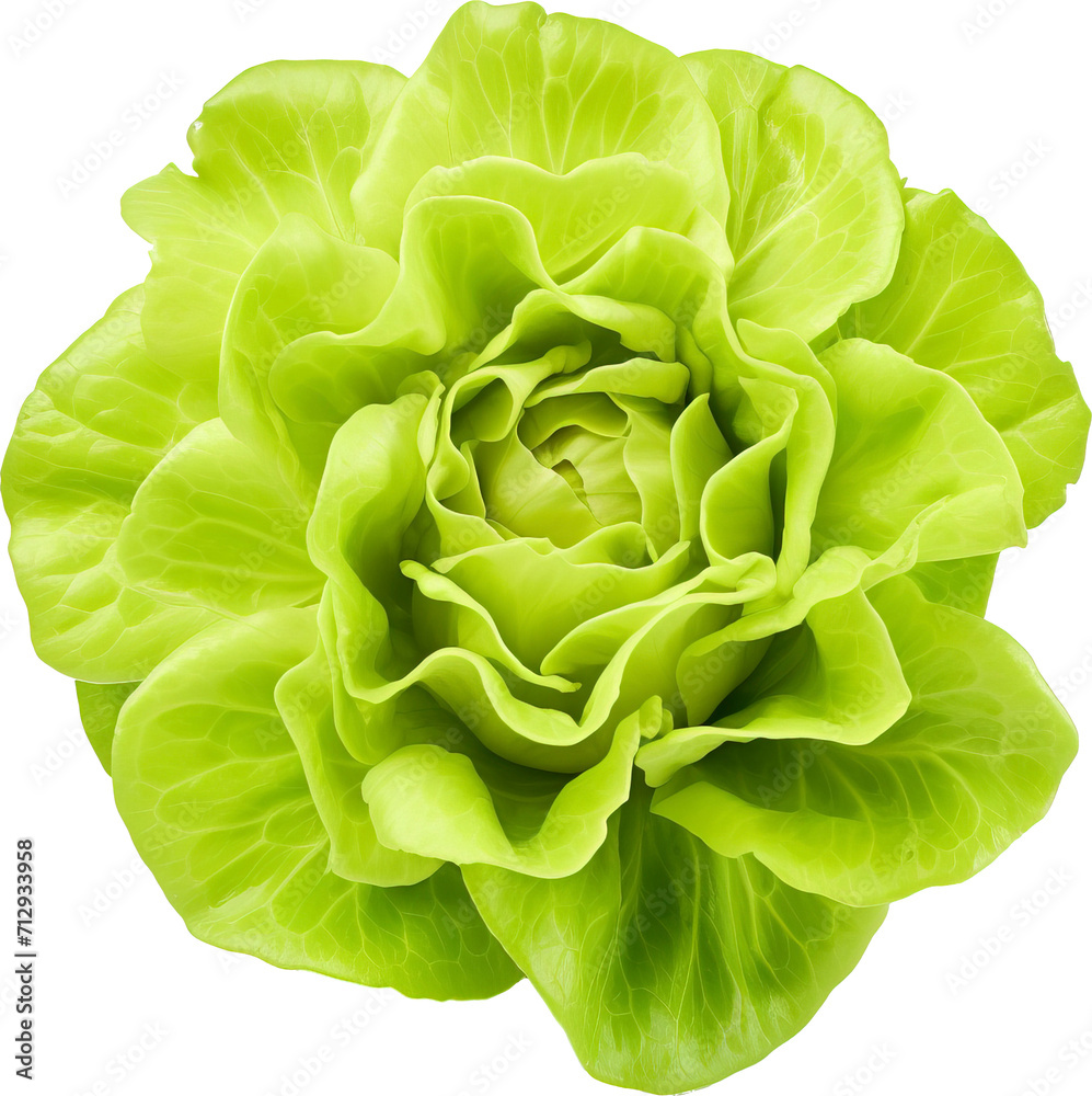 Fototapeta premium Cabbage on transparent background. PNG