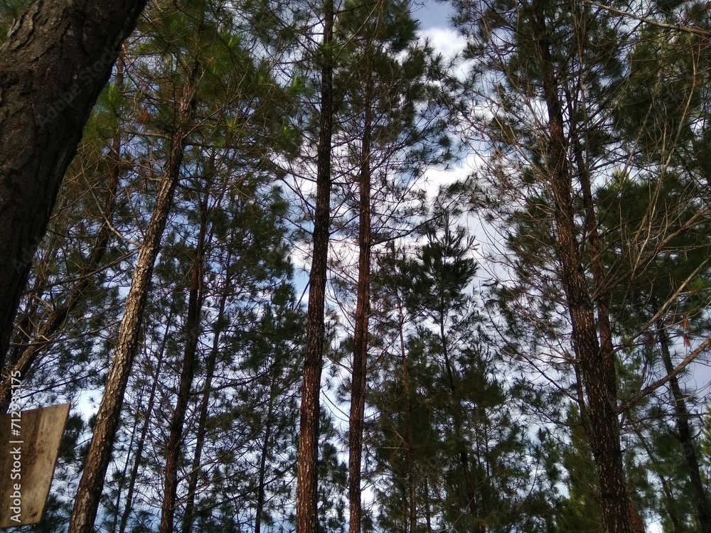 trees in the forest trees in the forest
