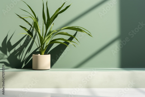 Potted Plant on Ledge in Front of Green Wall