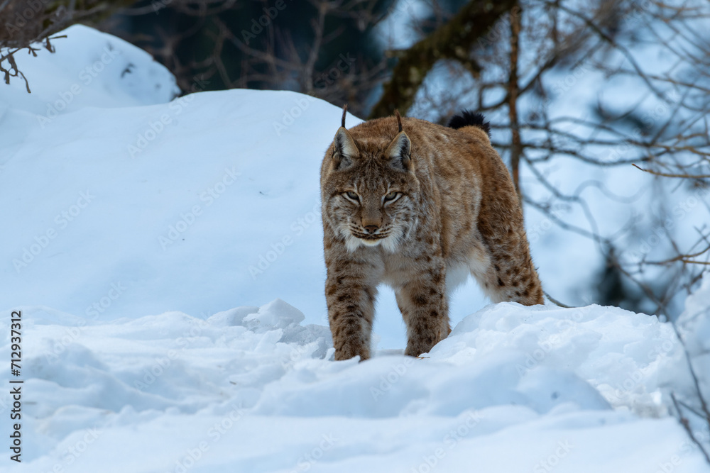 Luchs im Winter Luchs im Winter