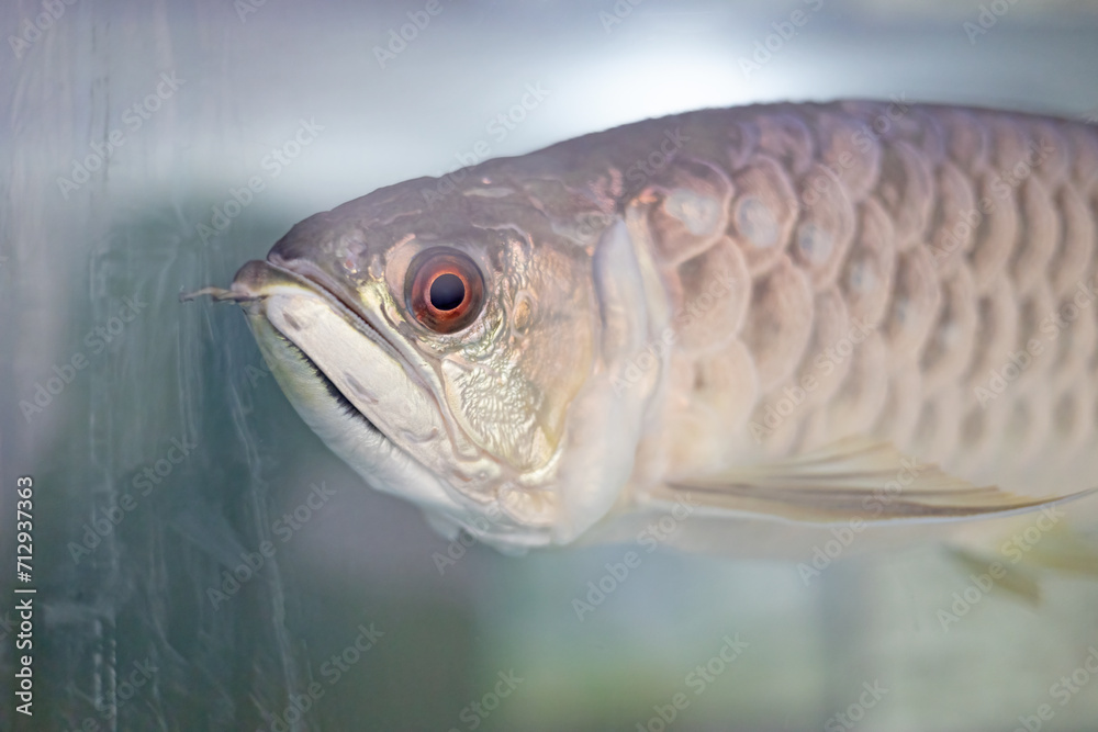 Close-up of Arowana in the aquarium. Headshot of Arowana. Close-up of Arowana in the aquarium. Headshot of Arowana.