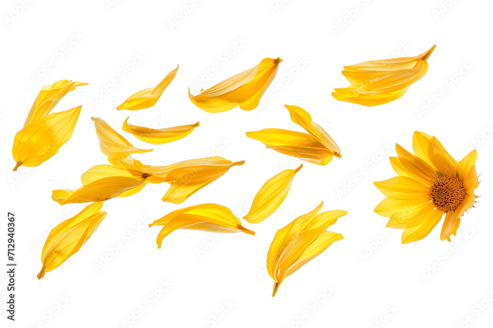 Isolated Yellow Flower with Leaves on transparent Background, Nature and Floral Design Element in Gold for Autumn and Summer Themes