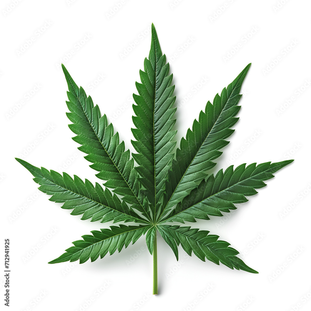 cannabis leaf isolated on white cannabis leaf isolated on white