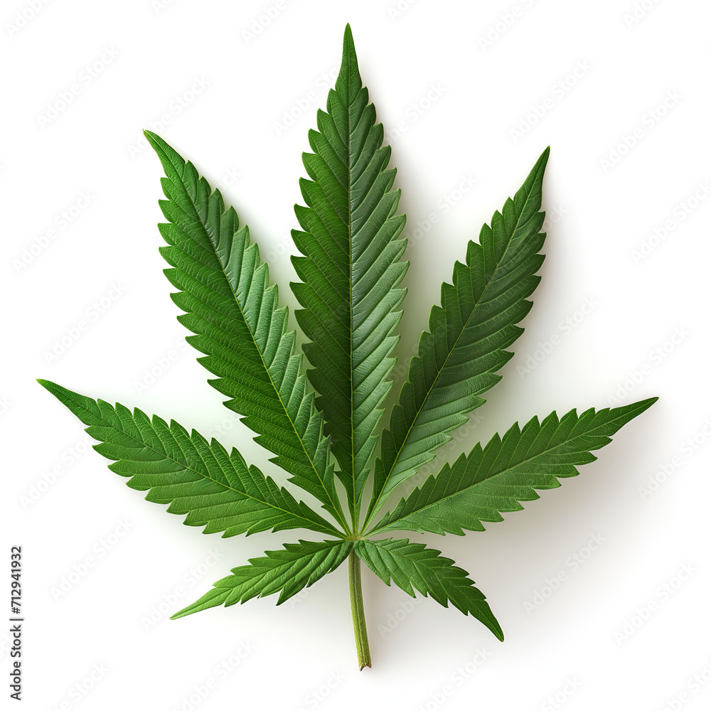 cannabis leaf isolated on white cannabis leaf isolated on white
