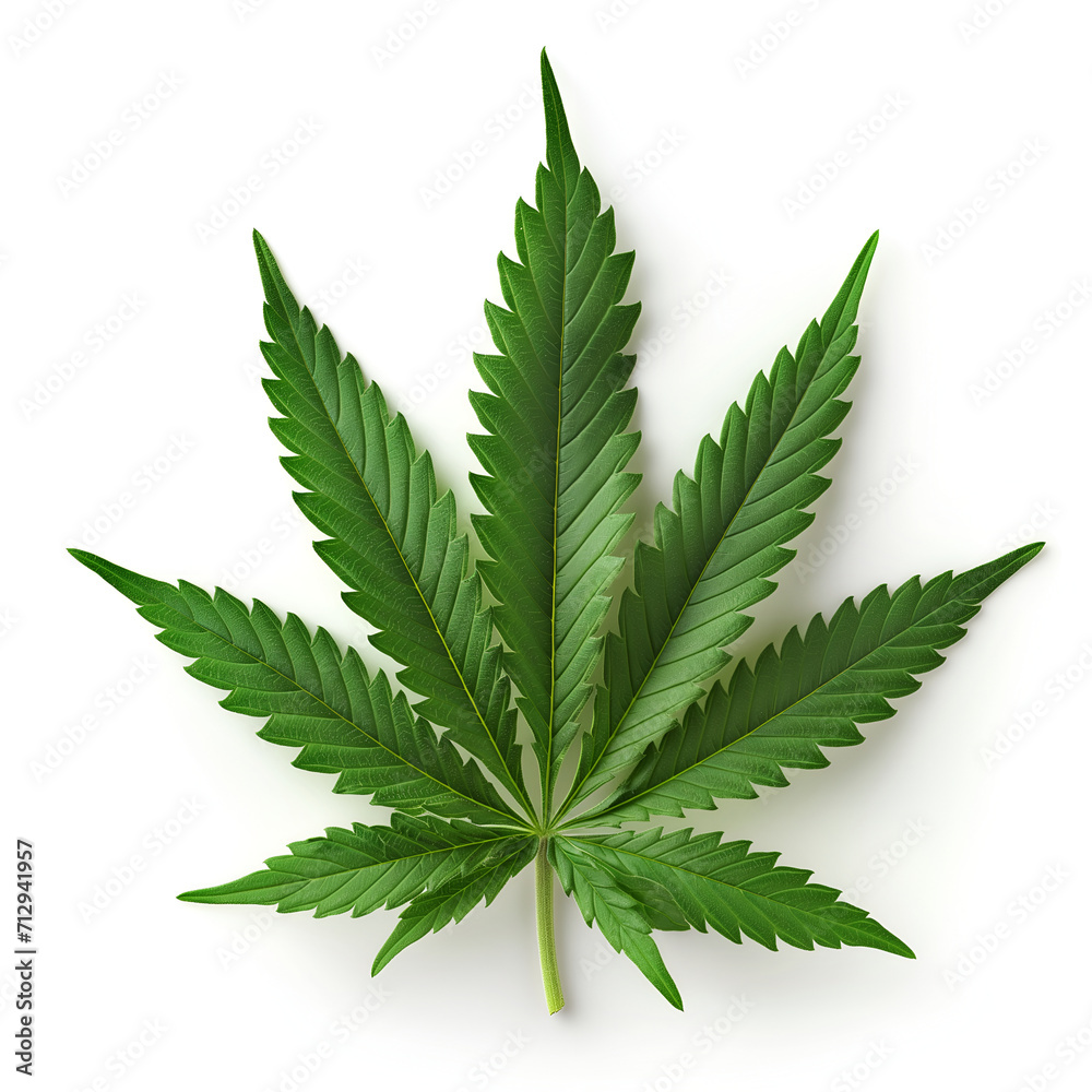 cannabis leaf isolated on white cannabis leaf isolated on white