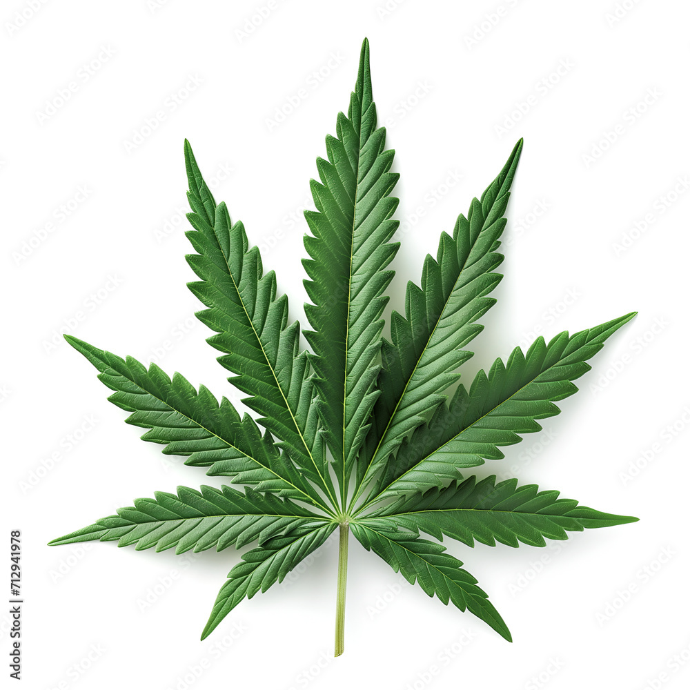 cannabis leaf isolated on white