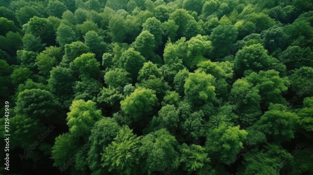 Top-down view of a car on a road surrounded by lush green forest.