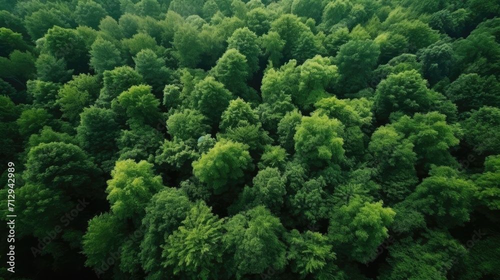 Top-down view of a car on a road surrounded by lush green forest. Top-down view of a car on a road surrounded by lush green forest.