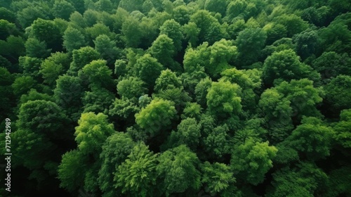 Top-down view of a car on a road surrounded by lush green forest.