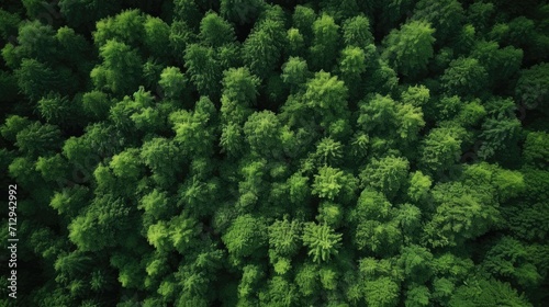 Aerial view of a dense green forest canopy, signifying lush nature. © AdriFerrer