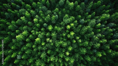 Dense, vibrant green forest canopy from a bird's-eye perspective. © AdriFerrer